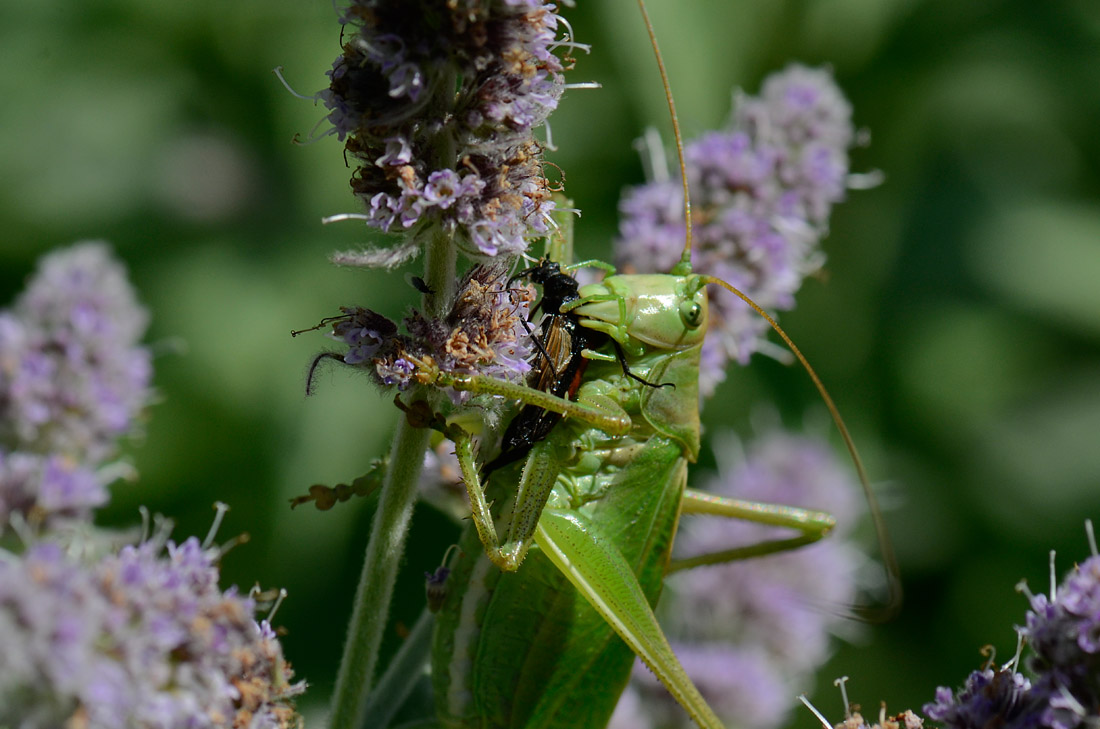 Tettigonia cantans che sgranocchia un Cerambicidae